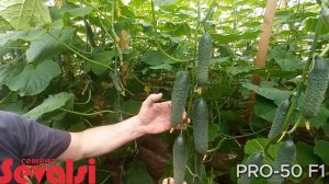 Огурец PRO-50 F1 Январский посев отапливаемая теплица Sevalsi/Севалси семена