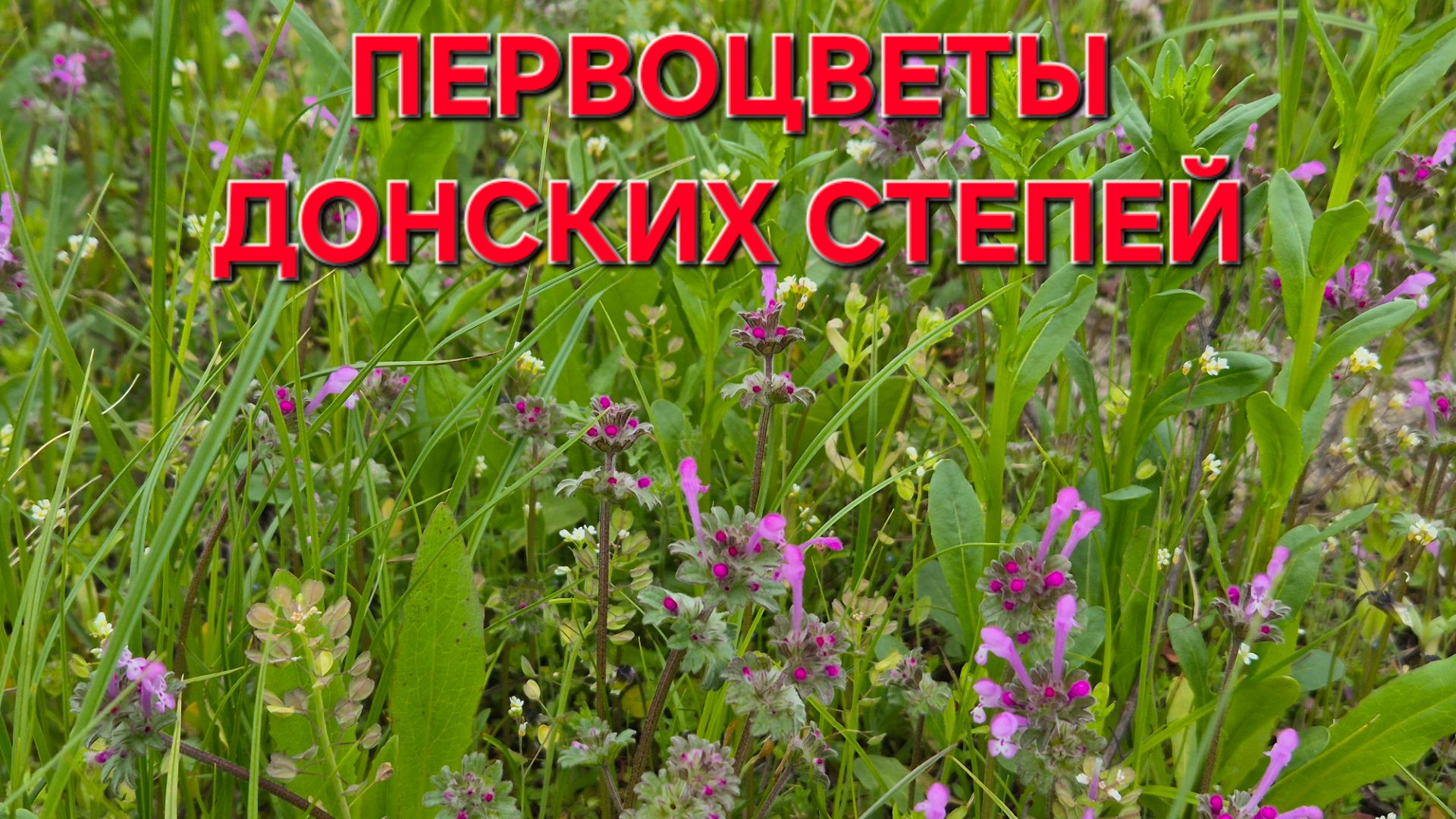 Первоцветы Донских степей.