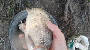 Рыбалка на кубани мой улов,воды больше стало пора сворачивать удочки