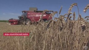 "Уже шестой раз тысячник". Комбайнеры-рекордсмены из "Белоруснефть-Особино". Репортаж СТВ