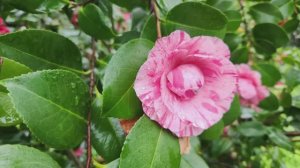 🌸 Батуми, весна: ботанический сад — розы, сакура и вид на море