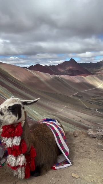 Виникунка, Перу