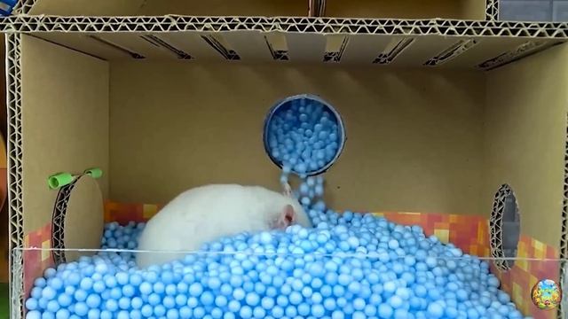 Хомячок убегает из конфетного лабиринта с детенышем акулы-хомячка-лабиринта! часть 3