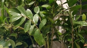 Вся округа в безрадостном цвете...