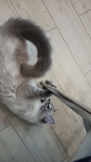 Бося веселится