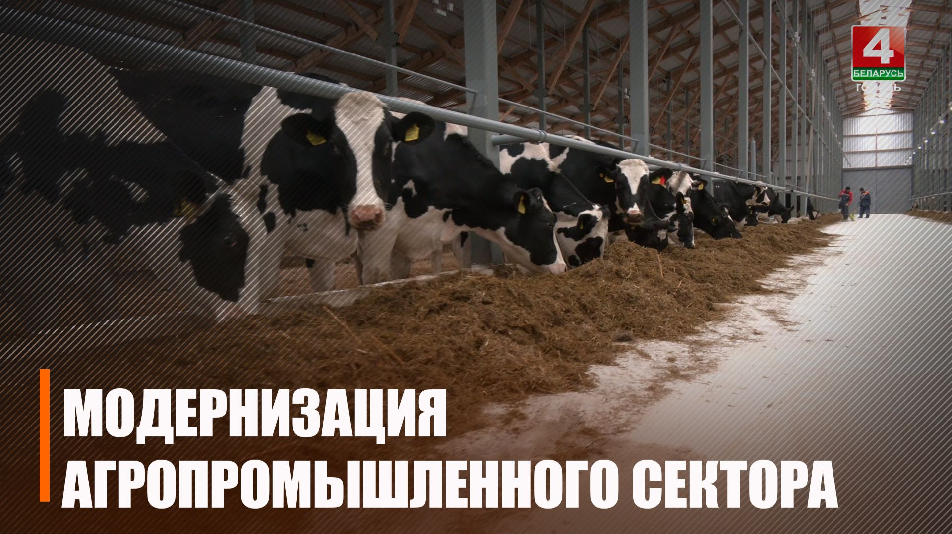 Восемь молочно-товарных комплексов планируется ввести на Гомельщине в 2026 году