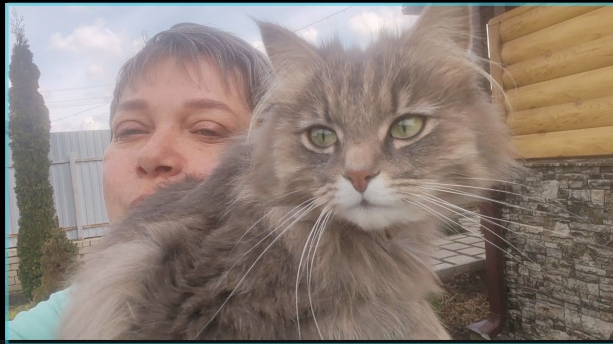 Пересадила петунии.