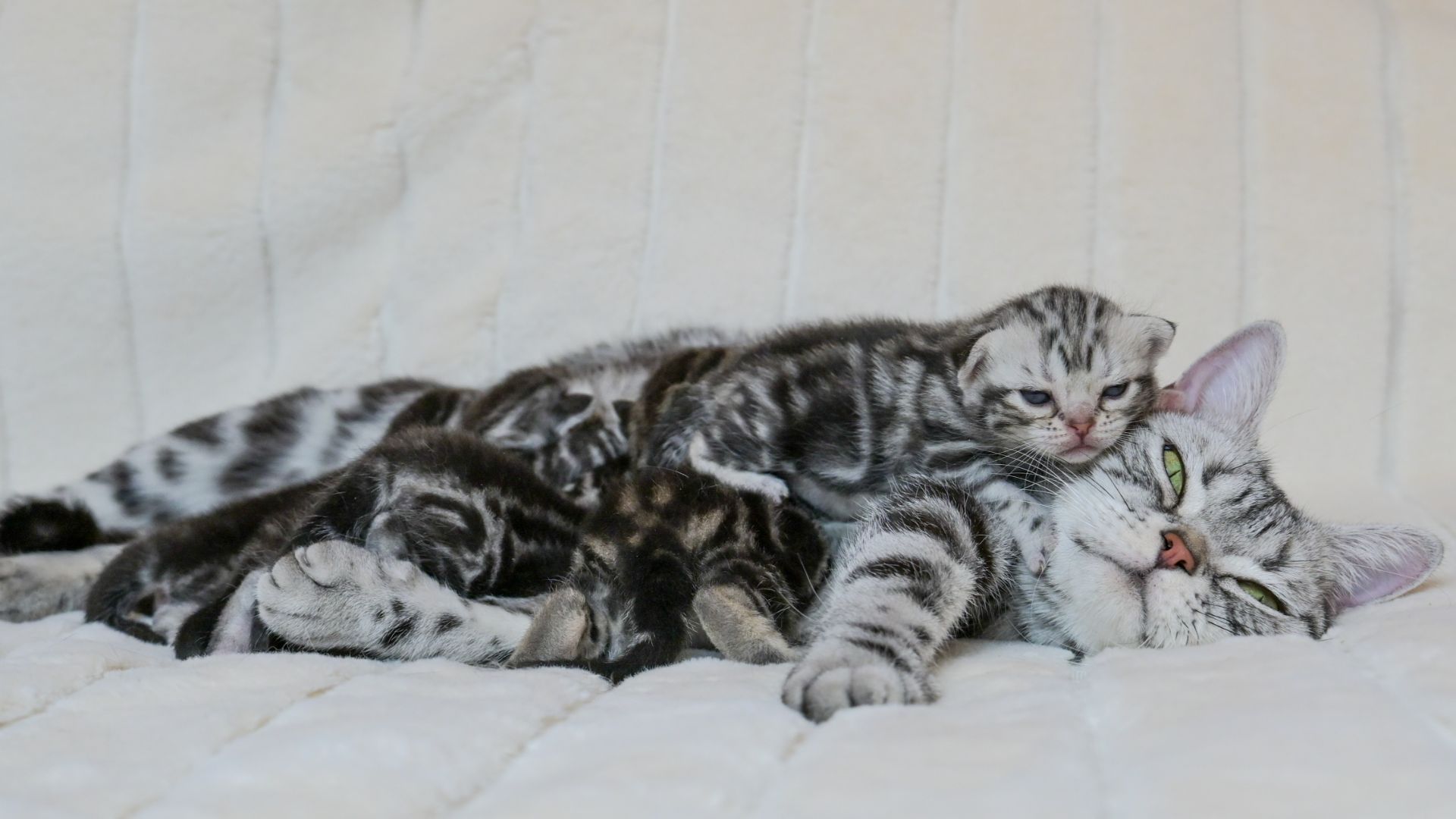 Котенок Лайк