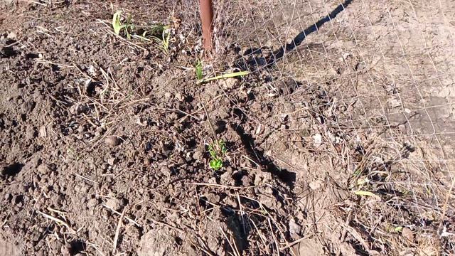 Добралась до дачи.Весна пришла.