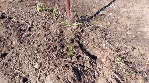 Добралась до дачи.Весна пришла.