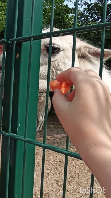 разные животные