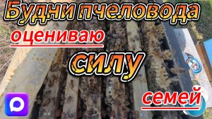 Оцениваю силу, корм у пчелок #пчеловодство #топ