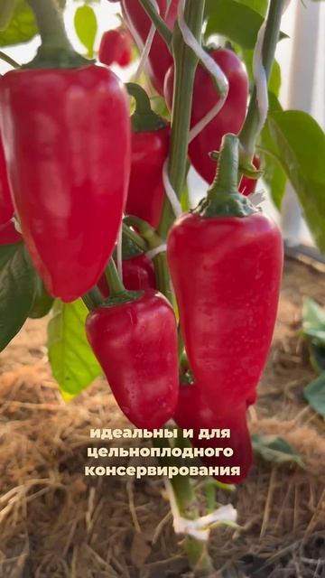 ПЕРЕЦ ФЬЮДЖИ  МАЛЕНЬКИЙ ВУЛКАН ВКУСА НА ВАШЕМ ПОДОКОННИКЕ! SemenaPartnerShorts