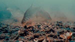 Рыбалка на Фидер Лучшая рыбалка 2025 - 2026 Крутые Подводные Съемки Лучшая Рыбалка Русская Рыбалка