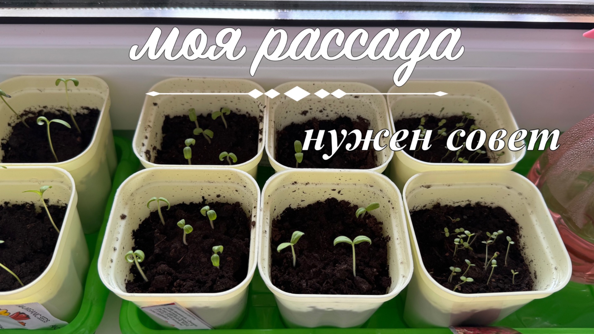 VLOG: моя рассада | что взошло | алиссум бегония | нужен совет