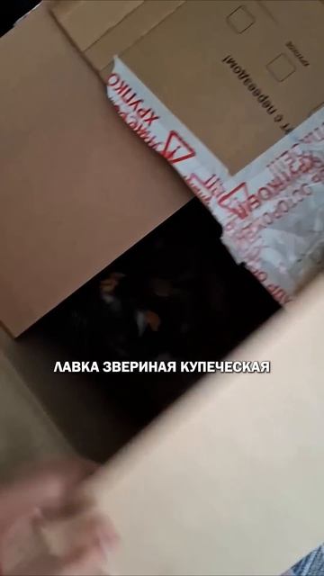 Славянские коты котики