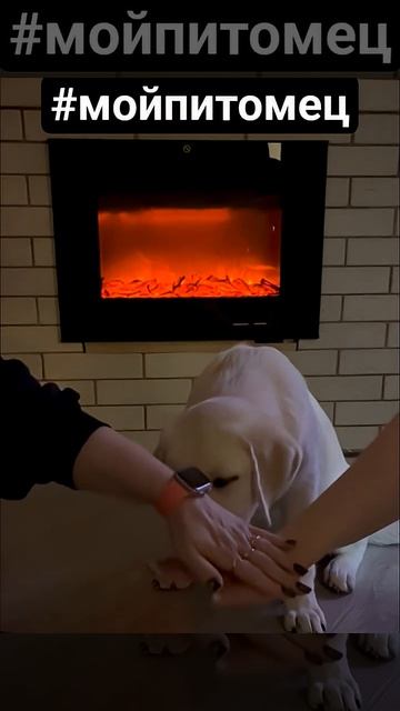 ЧЕЛОВЕК СОБАКЕ ДРУГ собакаЛАБРАДОР