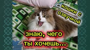 КОШКИ С ОЗВУЧКОЙ.