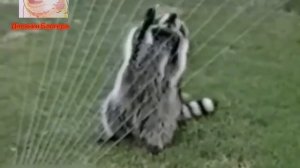 Смешная озвучка животных🤡🏵️ Не упусти возможность посмеяться от души😱🤩😂😂😂