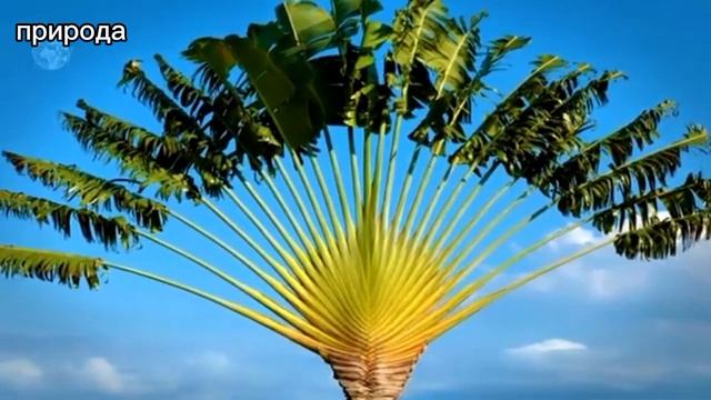 ТРИ САМЫХ НЕОБЫЧНЫХ ДЕРЕВА В МИРЕ