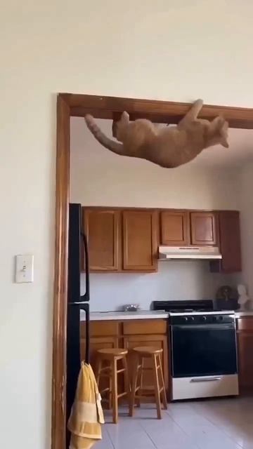 коты тайные агенты под прикрытием