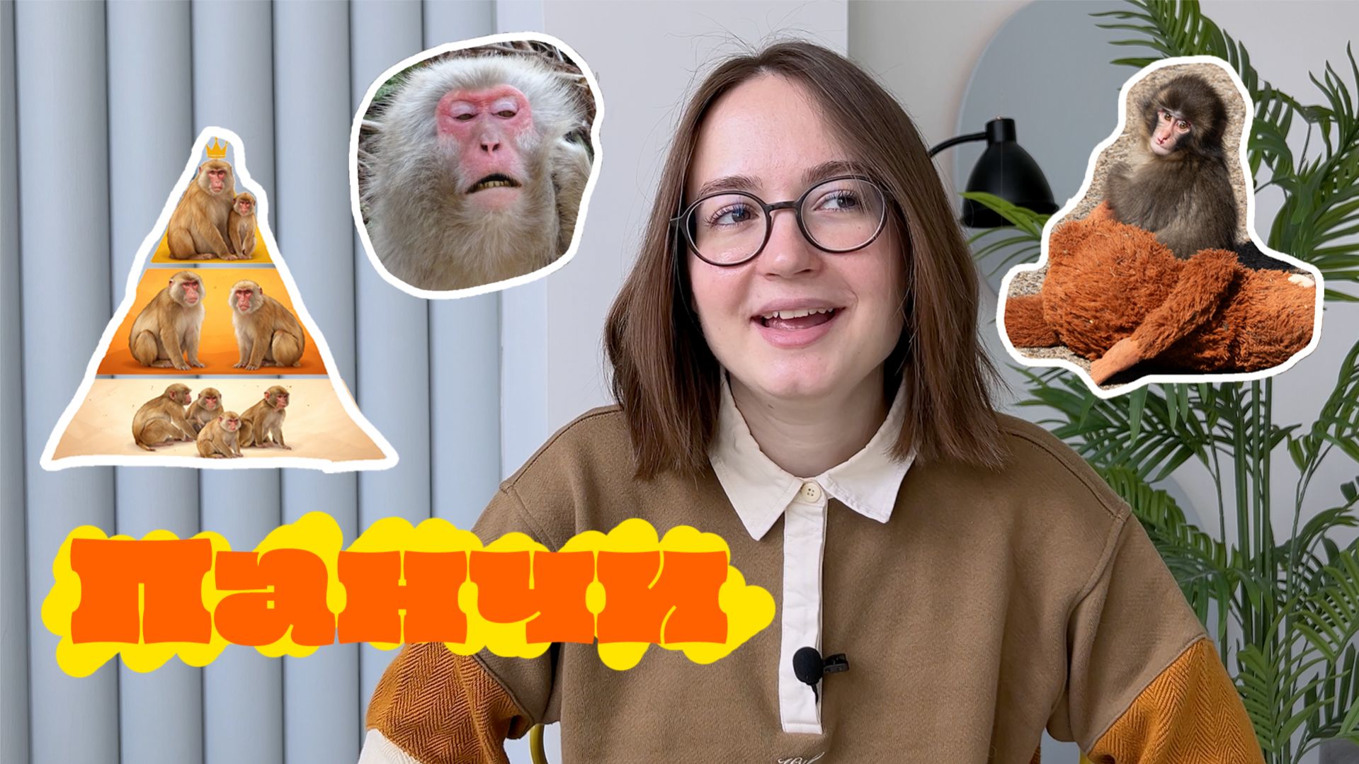 История обезьянки панча. Сможет ли он стать частью стаи?  Звездные животные 4K