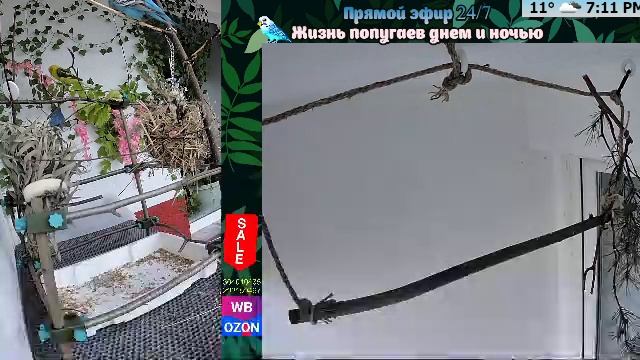 Волнистые попугаи 🦜🦜🦜 | авиарий на балконе📍