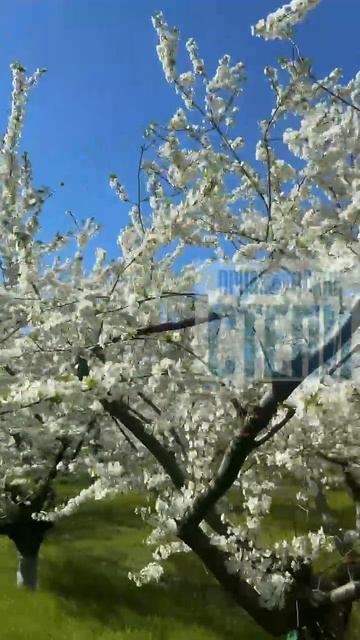 На Кубани зацвели слива и алыча