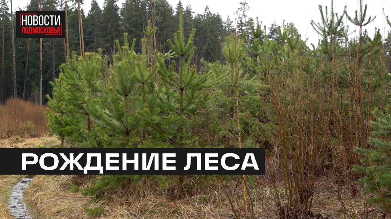 Итоги акции «Наш лес. Посади своё дерево» спустя 10 лет подвели в Мытищах