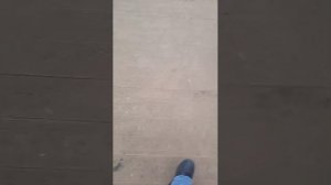 квест ищем всех животных