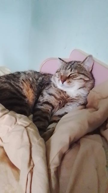 я знаю что такого рода контент у меня никому не нужен но.. просто послушайте как мой кот сопит