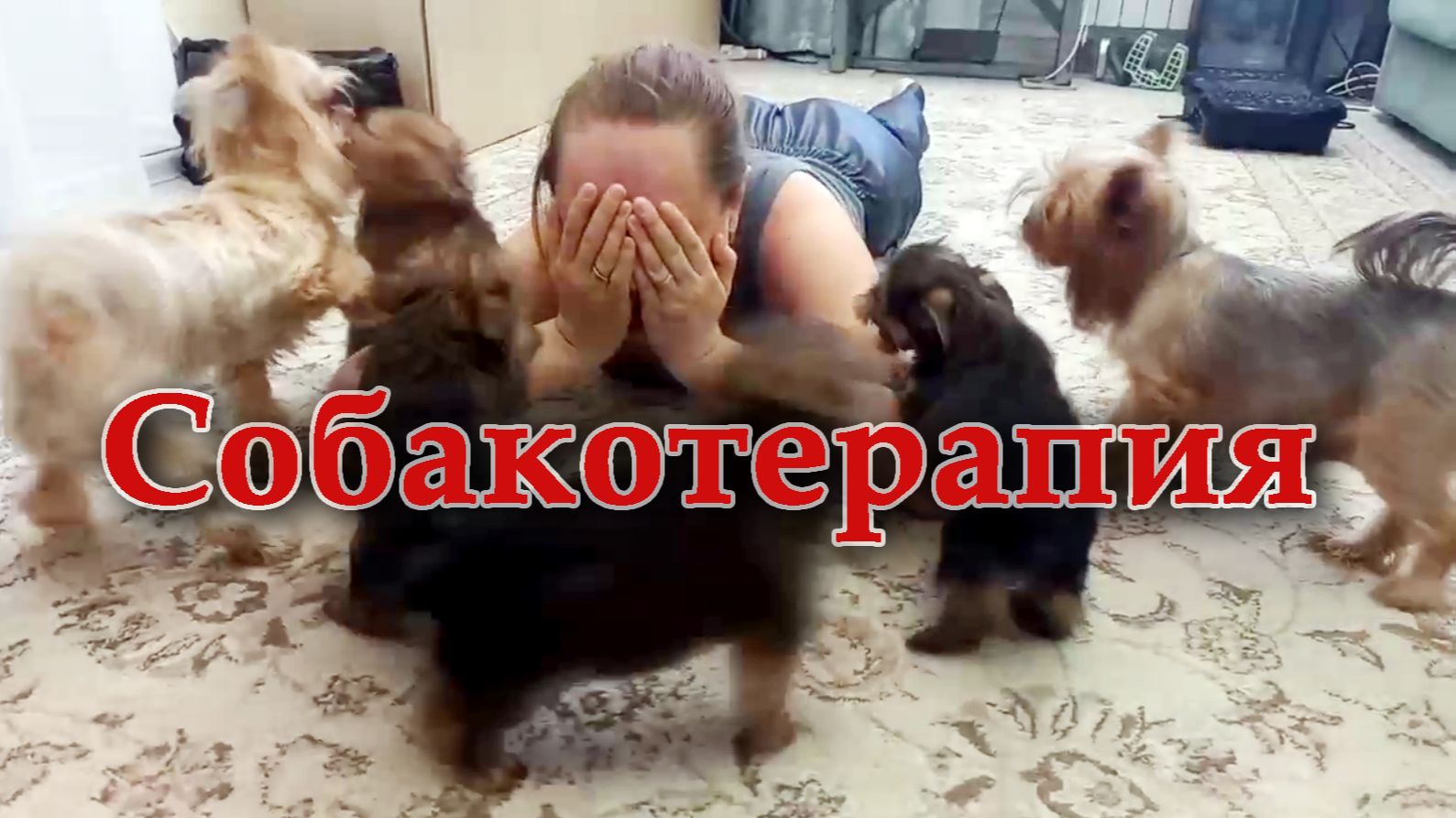 Собакотерапия