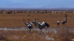 Весна в Цинхае: возвращение журавлей