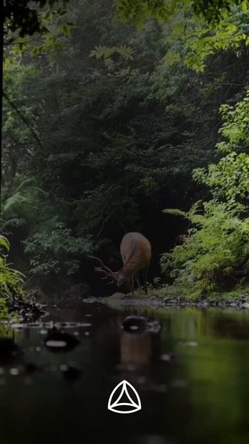 Ваш поток мыслей ☘️