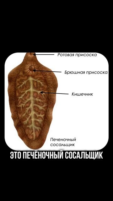 повторить ВСЮ БИОЛОГИЮ для ЕГЭ на 90 тв можешь по моим шпорам. Подробнее в профиле