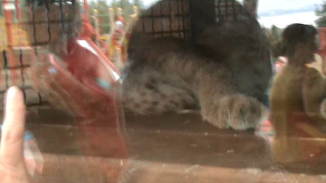 65ГЕЛНЖИК САФАРИ ПАРК2015 ГОД