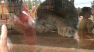 65)ГЕЛНЖИК САФАРИ ПАРК(2015 ГОД)