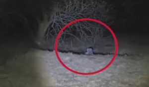 Инопланетяне Уже Среди Нас