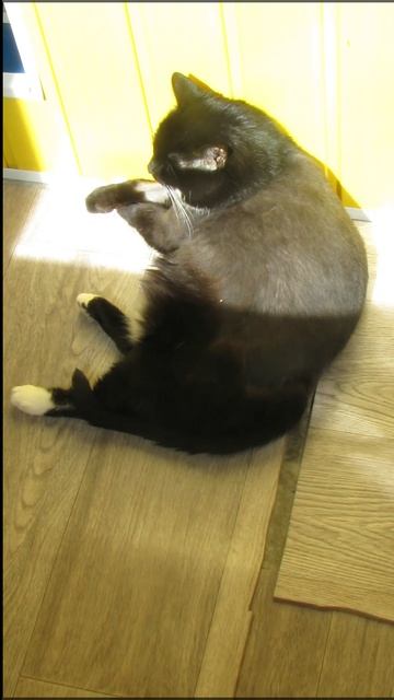 Греется под лучами солнца