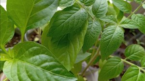 Моя рассада на 15.04.26 г. 🌱🌸🌿🌸🌱🌿🌸