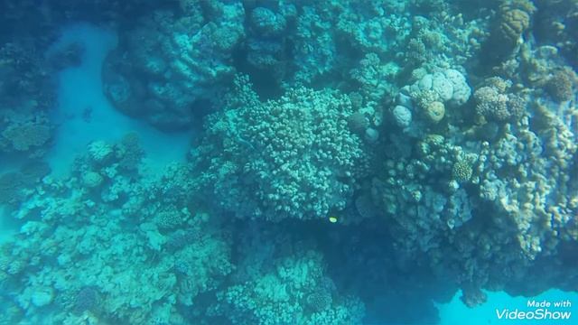 Reef Oasis Beach 4 подводный мир 2025