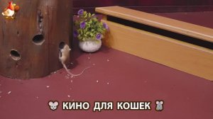 Видео для кошек про крысок развлекать питомцев 🐭🐀😂 (502)