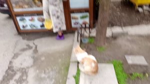 Выпуск 11. По дороге на Вайлдберис в Ялте