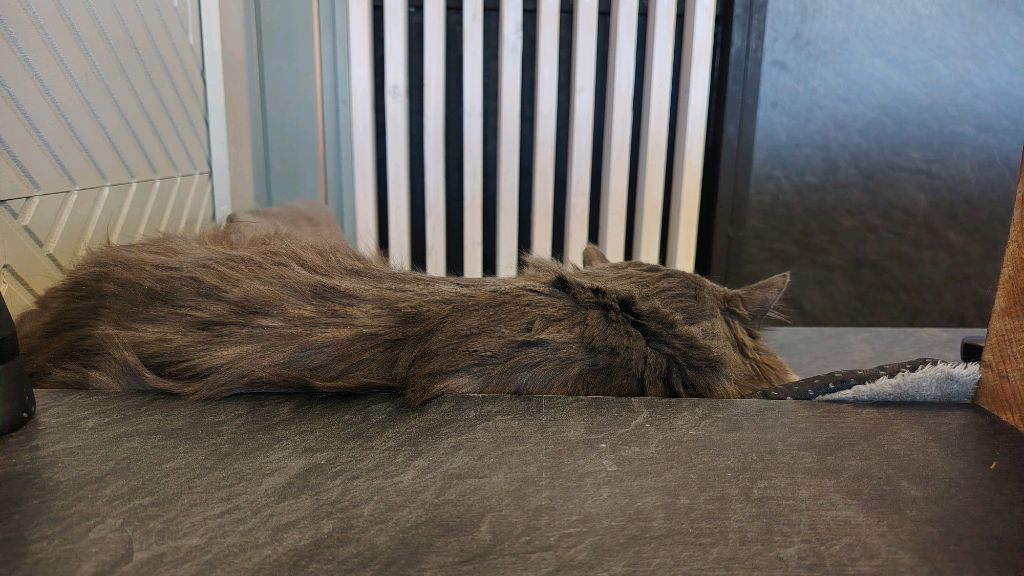 99 ночей в лесу