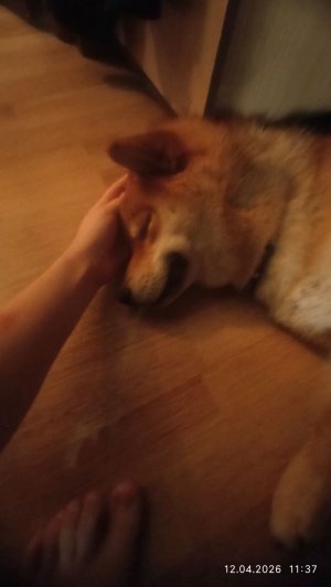 °•^офигеть!!! вот это подписчики налетели! трансляция не за планирования ну ладно😥😊🌿😻