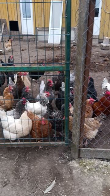 Доброе утро из деревни  Встречаем вместе с курочками  волкодавом Евой  котами Фоксом Евой