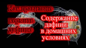 Как кормить дафнию_Разведение дафнии в домашних условиях