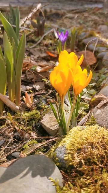 Первые крокусы в саду 🤗💛