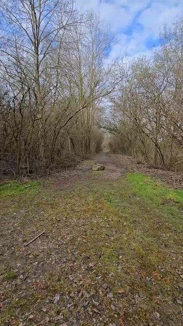 Неизведанная дорога в лесу #探险 #shorts