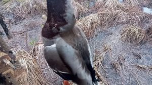 ВЕЧЕРКА 🦆(2) 15-04-2026